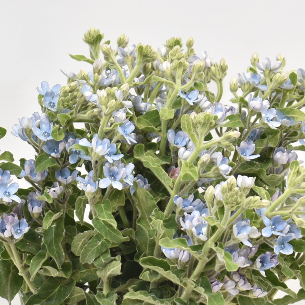 OXYPETALUM PURE BLUE 