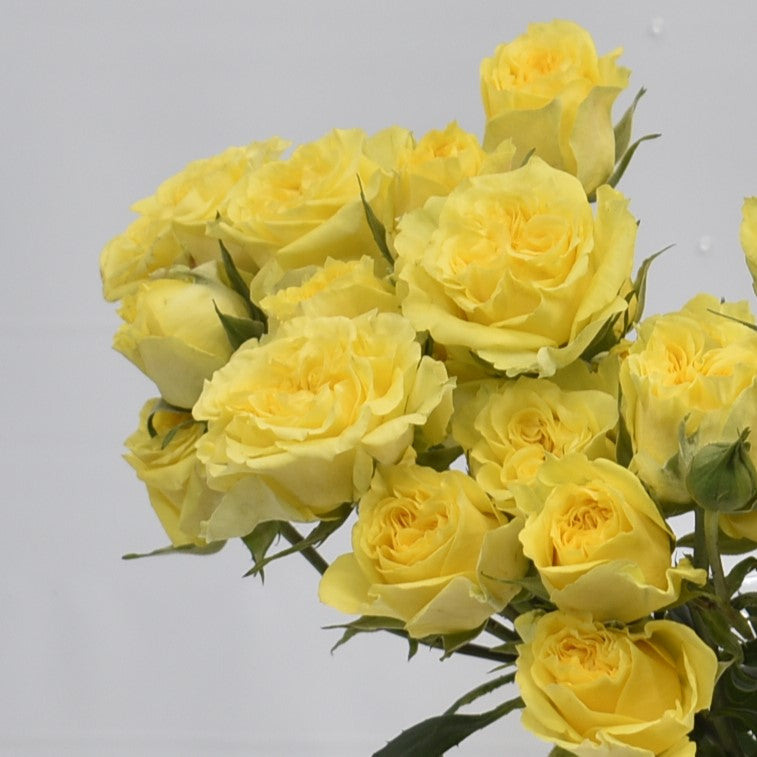 Rose Spray Fibonacci Giocanda 