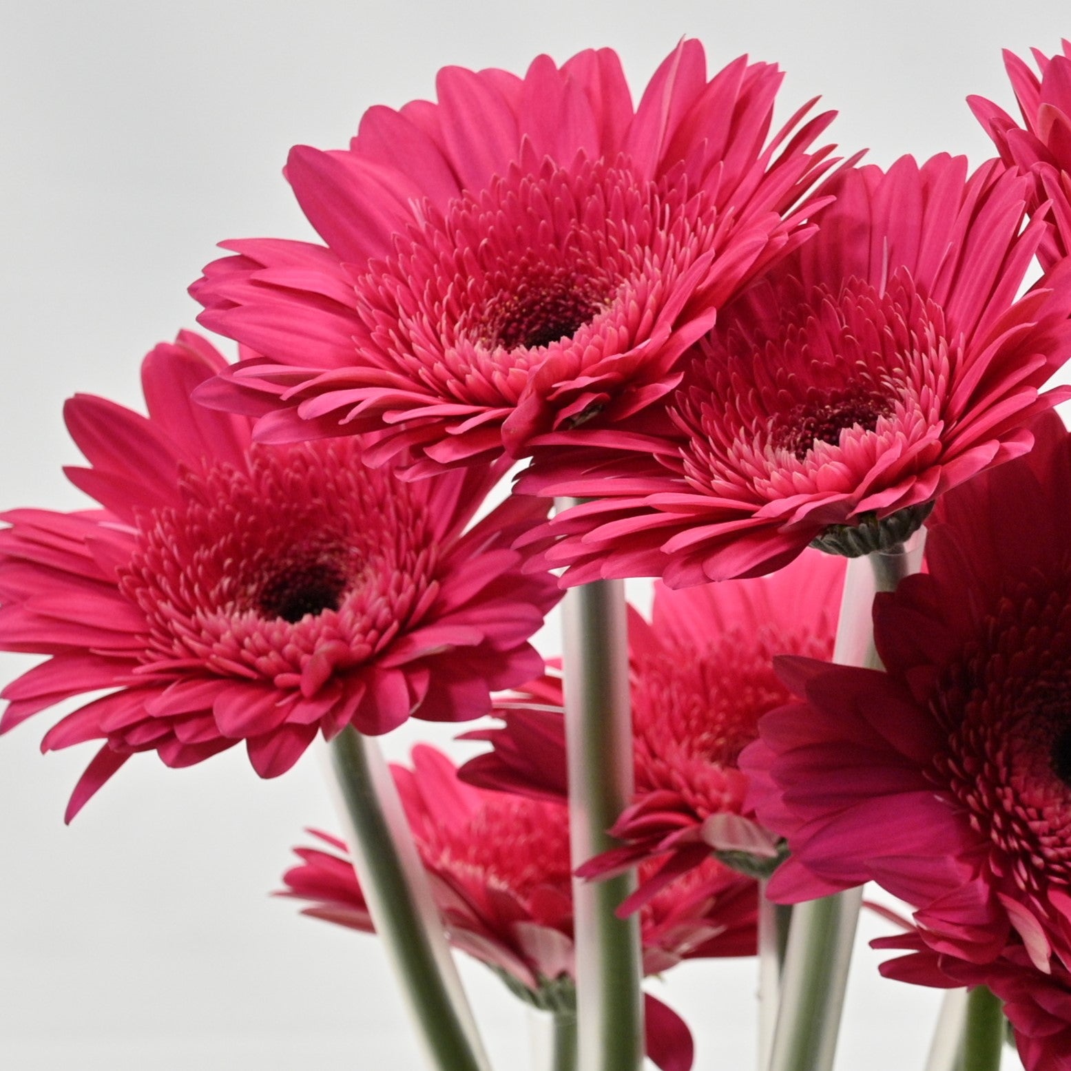 GERBERA ARCADE 