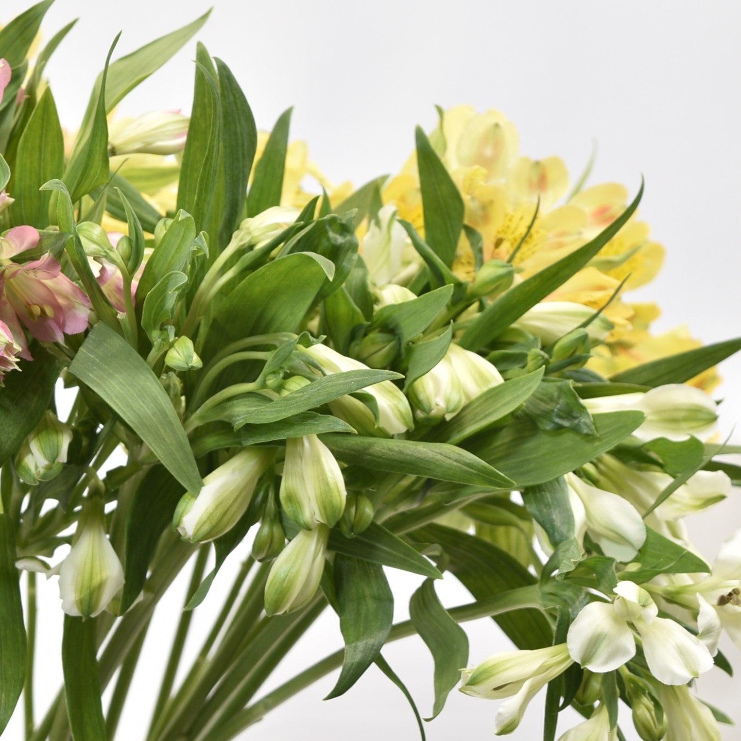 ALSTROEMERIA ASSORTED 