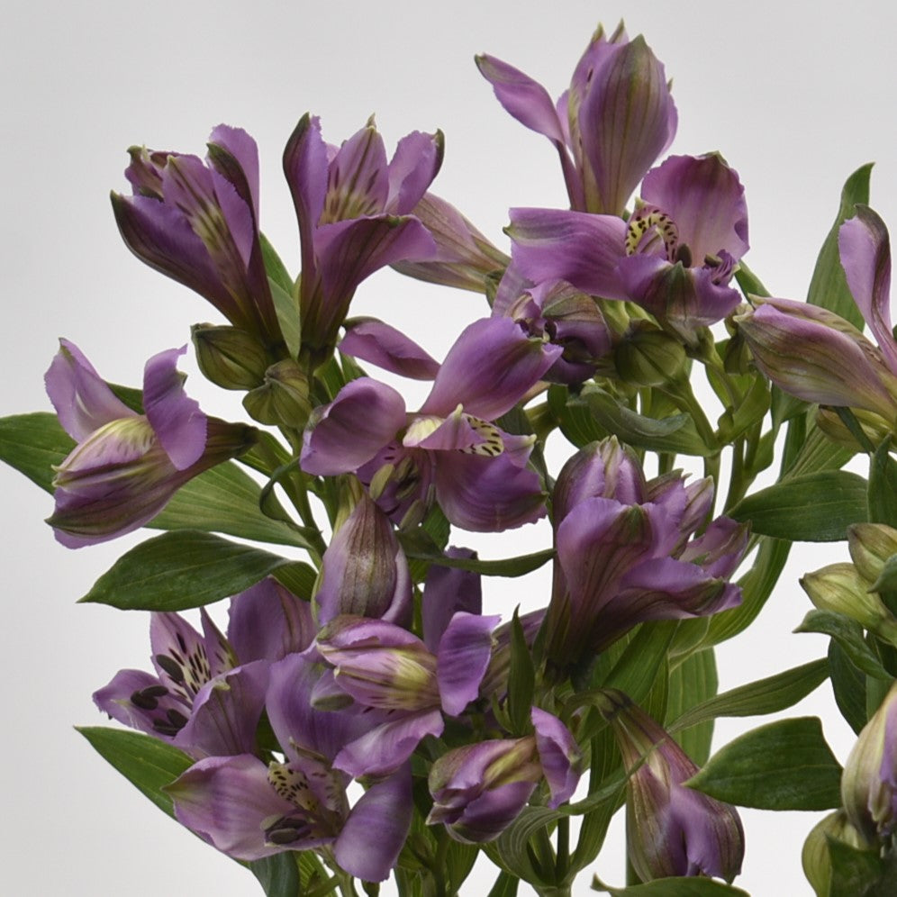 ALSTROEMERIA ALLURE 
