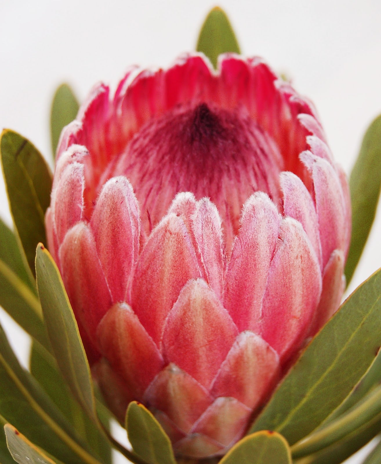 PROTEA PINK ICE 