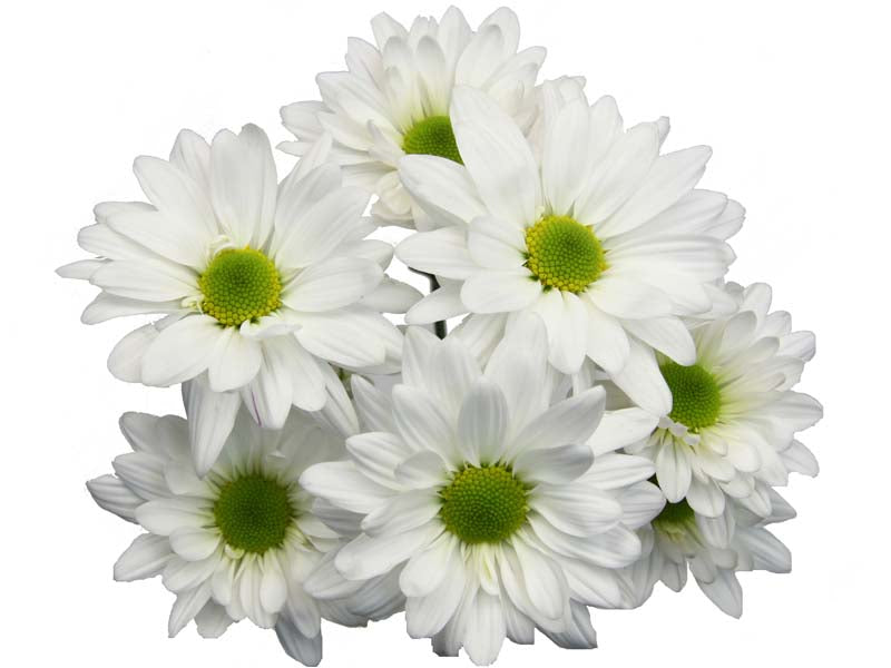 Chrysanthemum White Daisy 