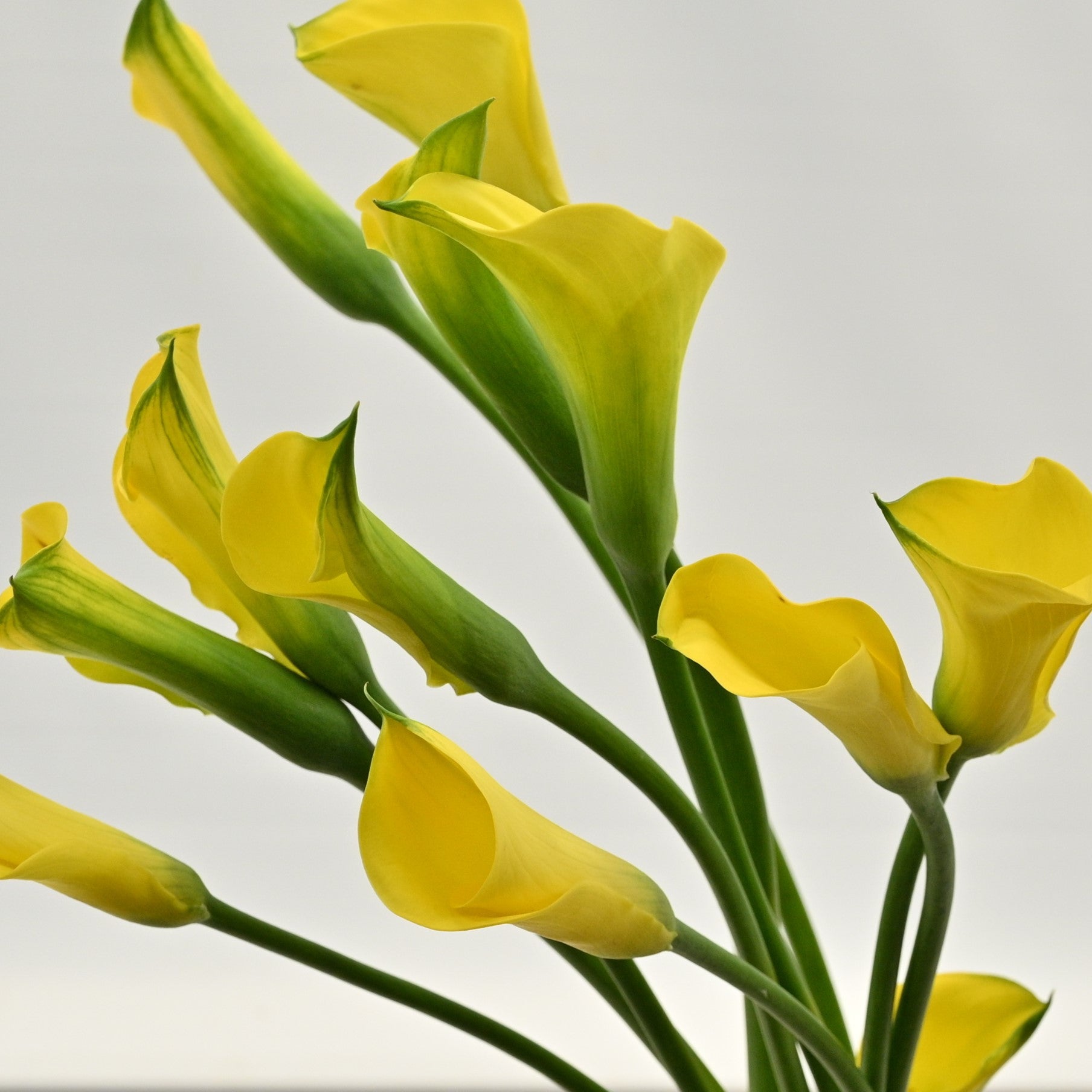 CALLA YELLOW 