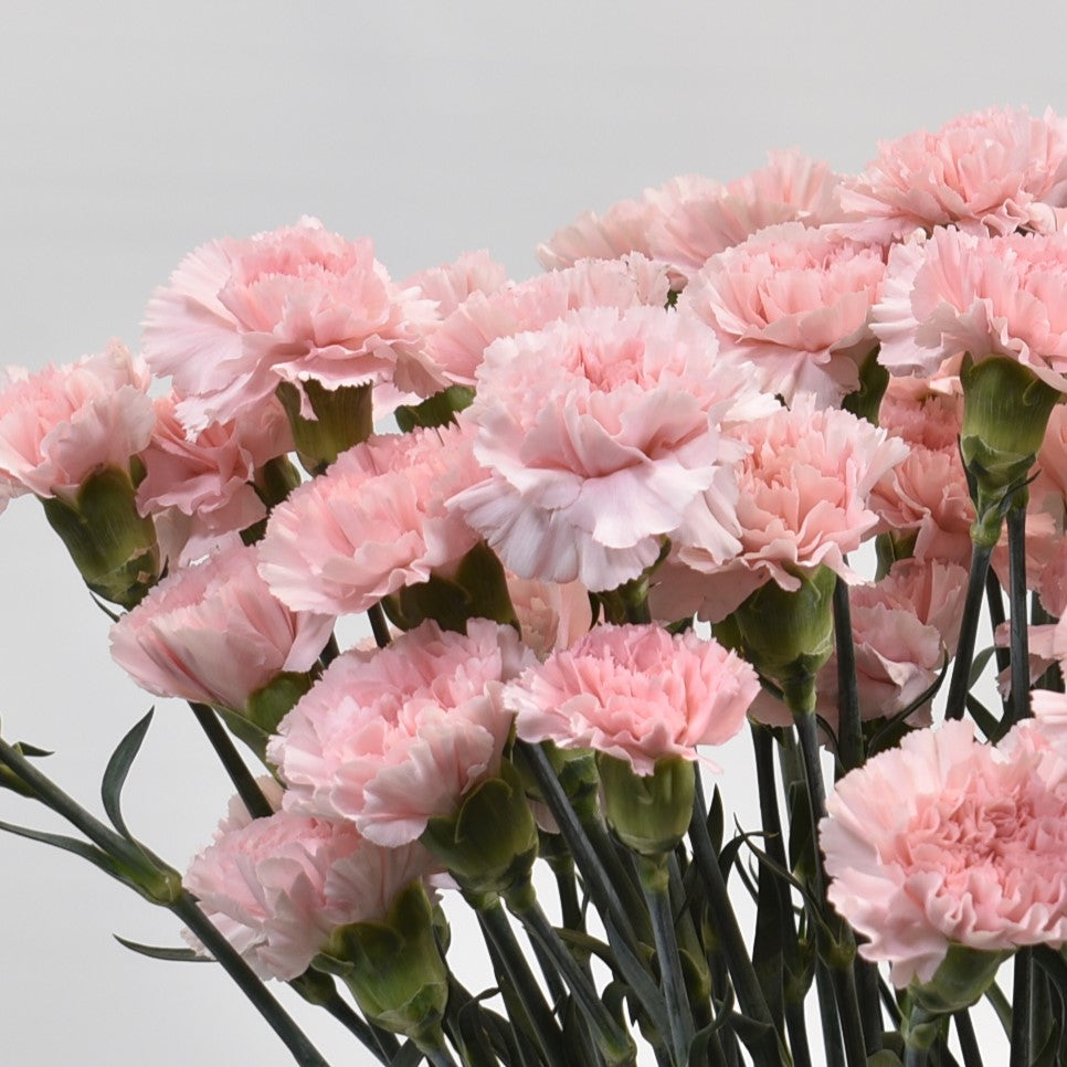 CARNATION DONCEL 