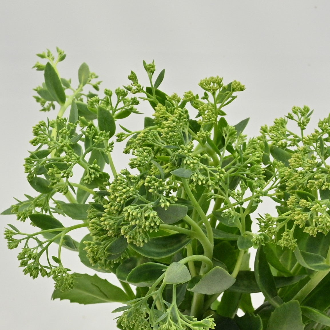 SEDUM 