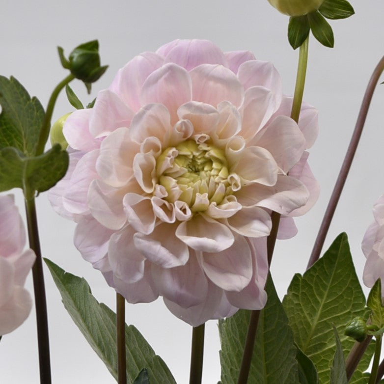 Dahlia Sweet Natalie 