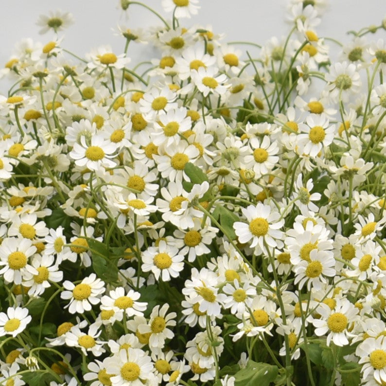 MATRICARIA CAMILLE 
