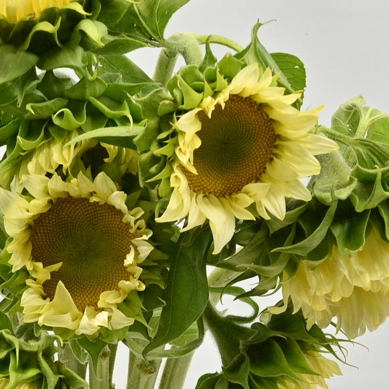 Sunflower White Nite 