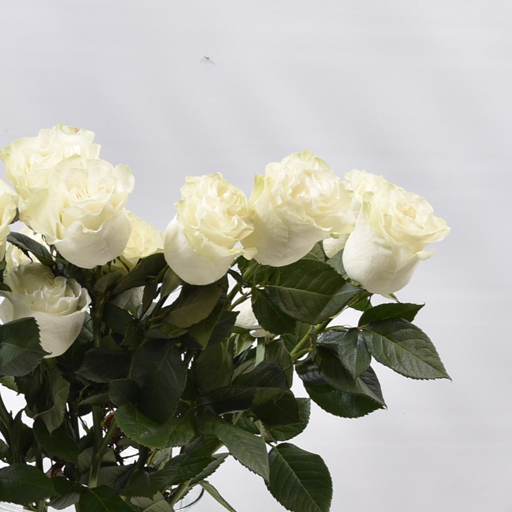 ROSE GARDEN MOONSTONE 