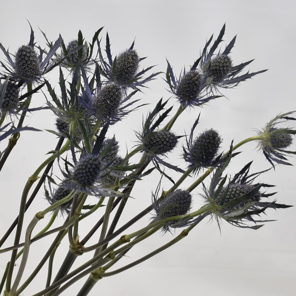 ERYNGIUM BLUE DYNAMITE 
