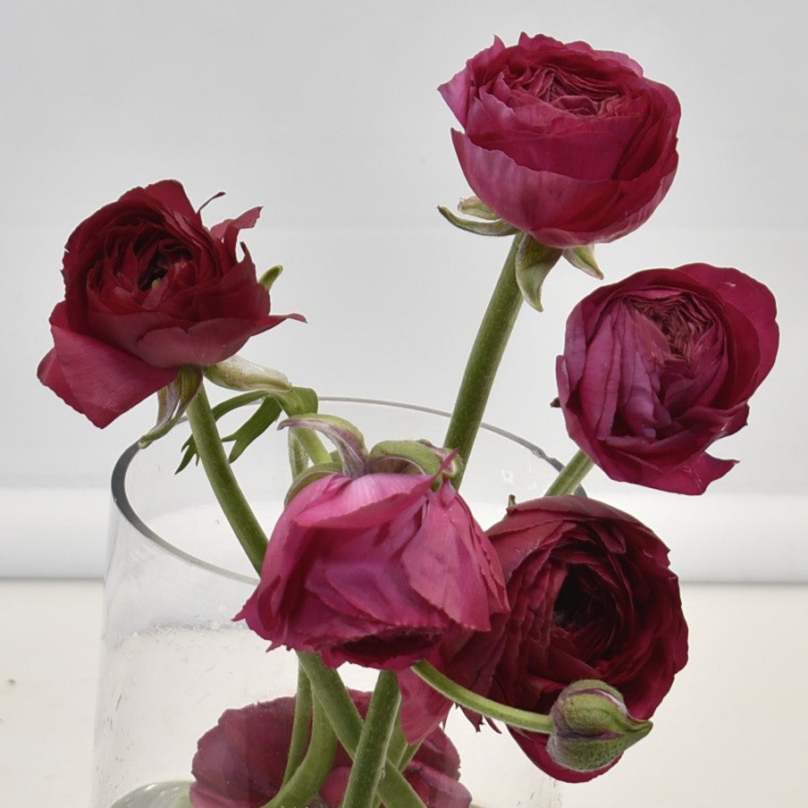 Ranunculus Hot Pink 