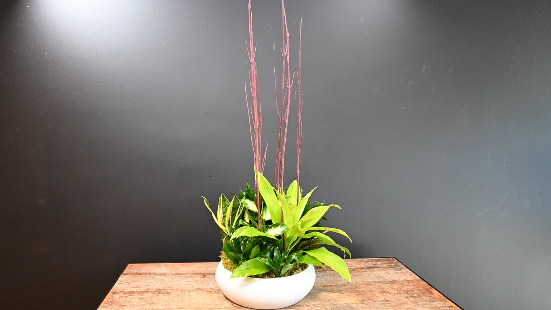 Scarlet Tropics 