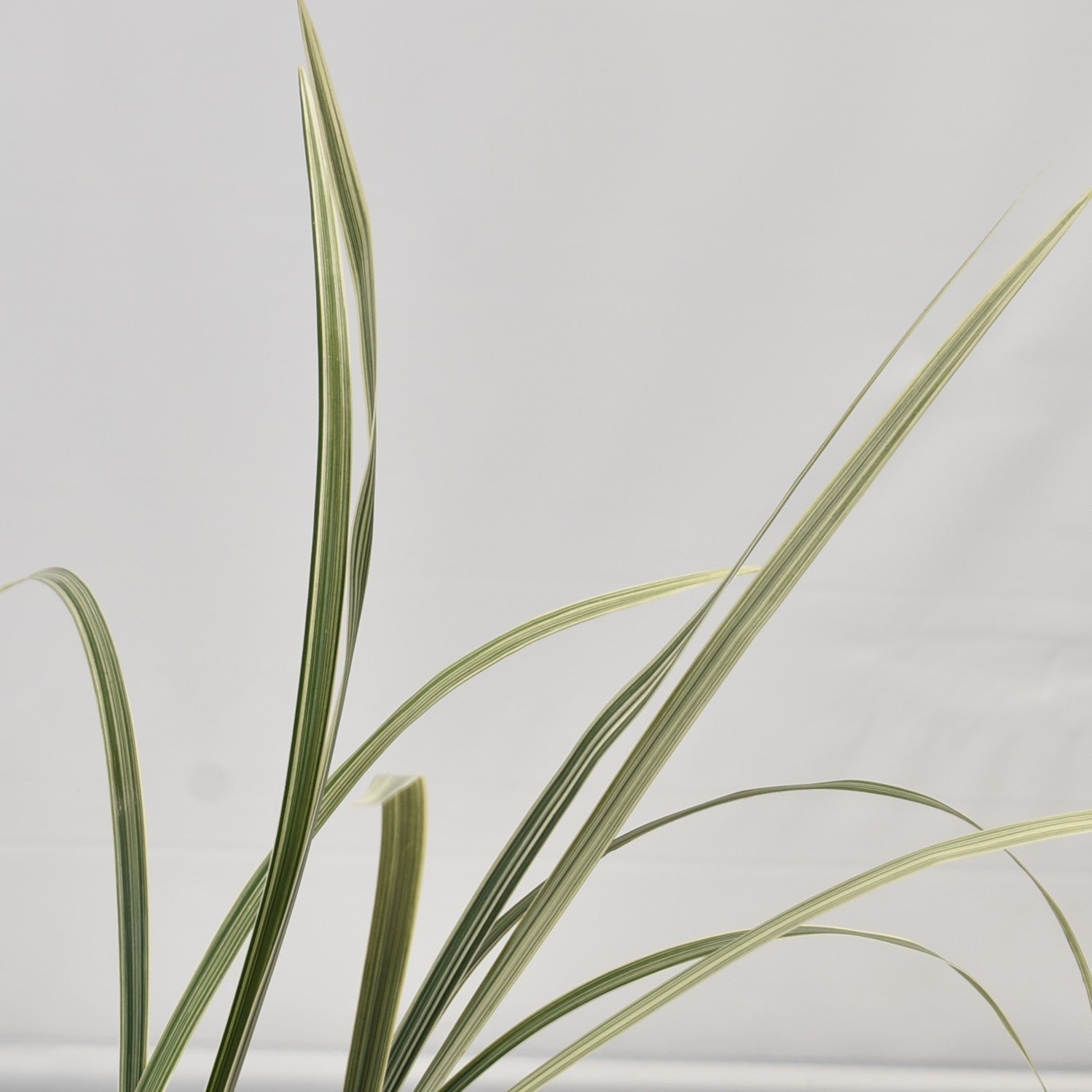 LILY GRASS VARIEGATED 30g 