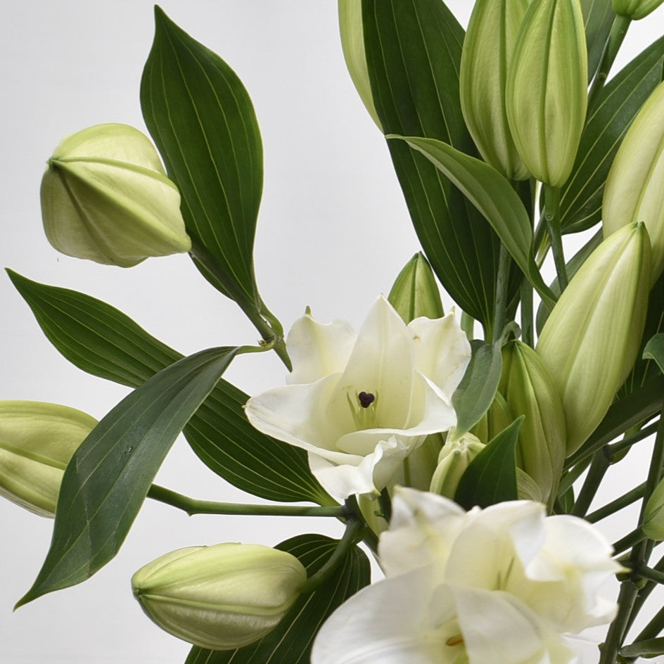 LILY ORIENTAL WHITE 2/3 