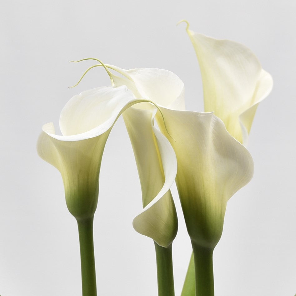CALLA WHITE 
