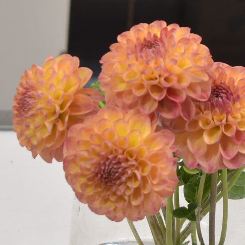 DAHLIA PEACHES N CREAM 