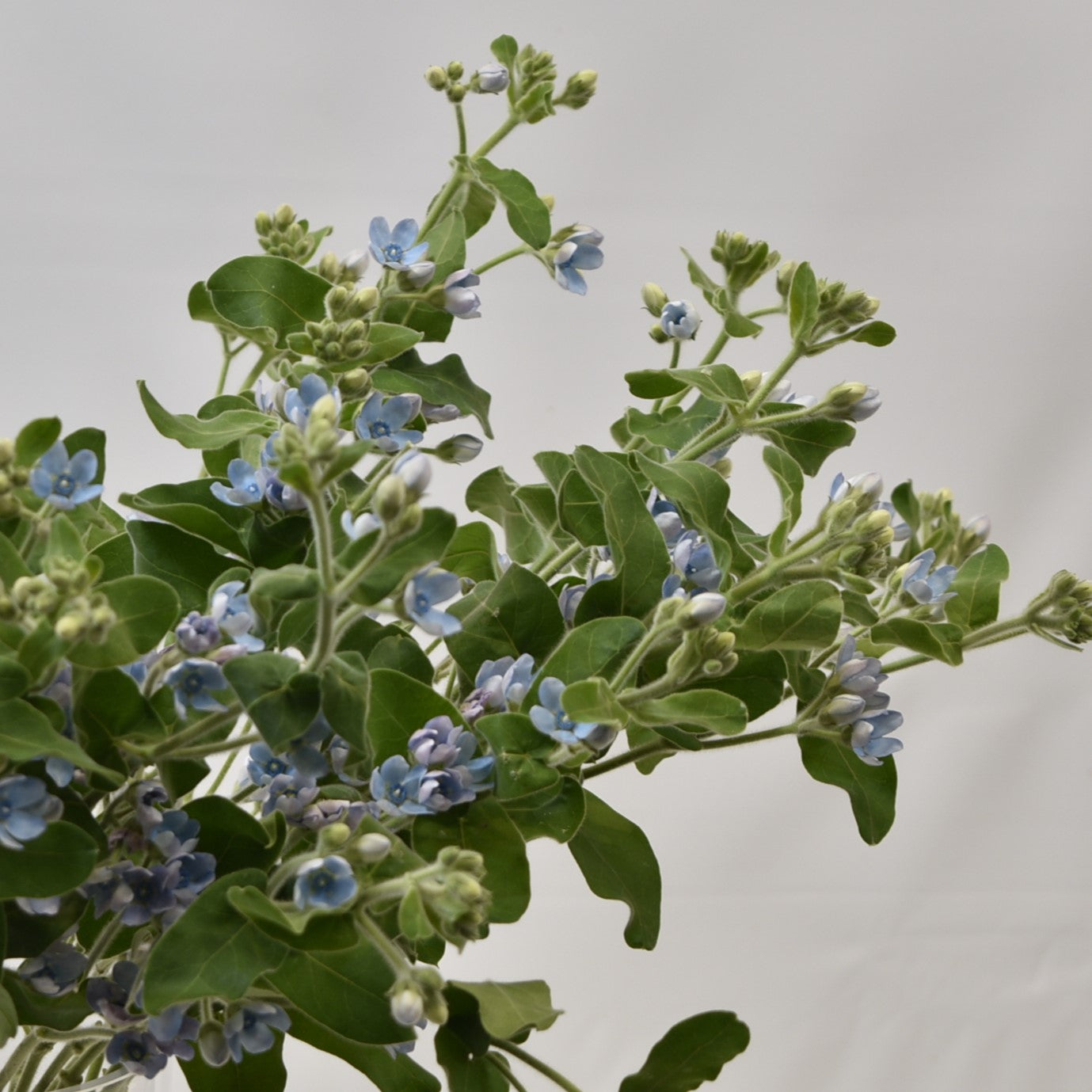 OXYPETALUM PURE BLUE 