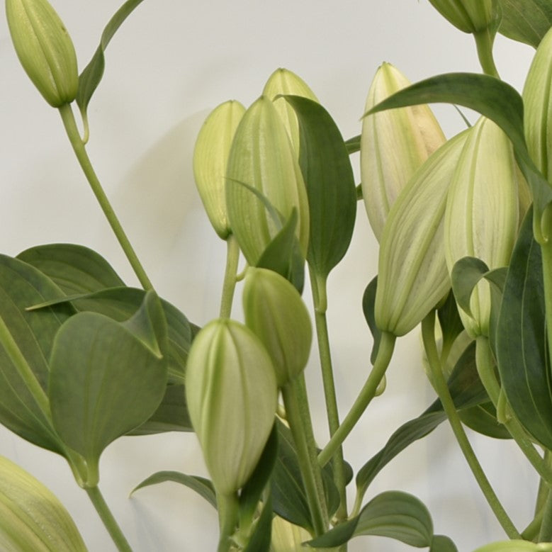 LILY ORIENTAL SORBONNE 4/5 