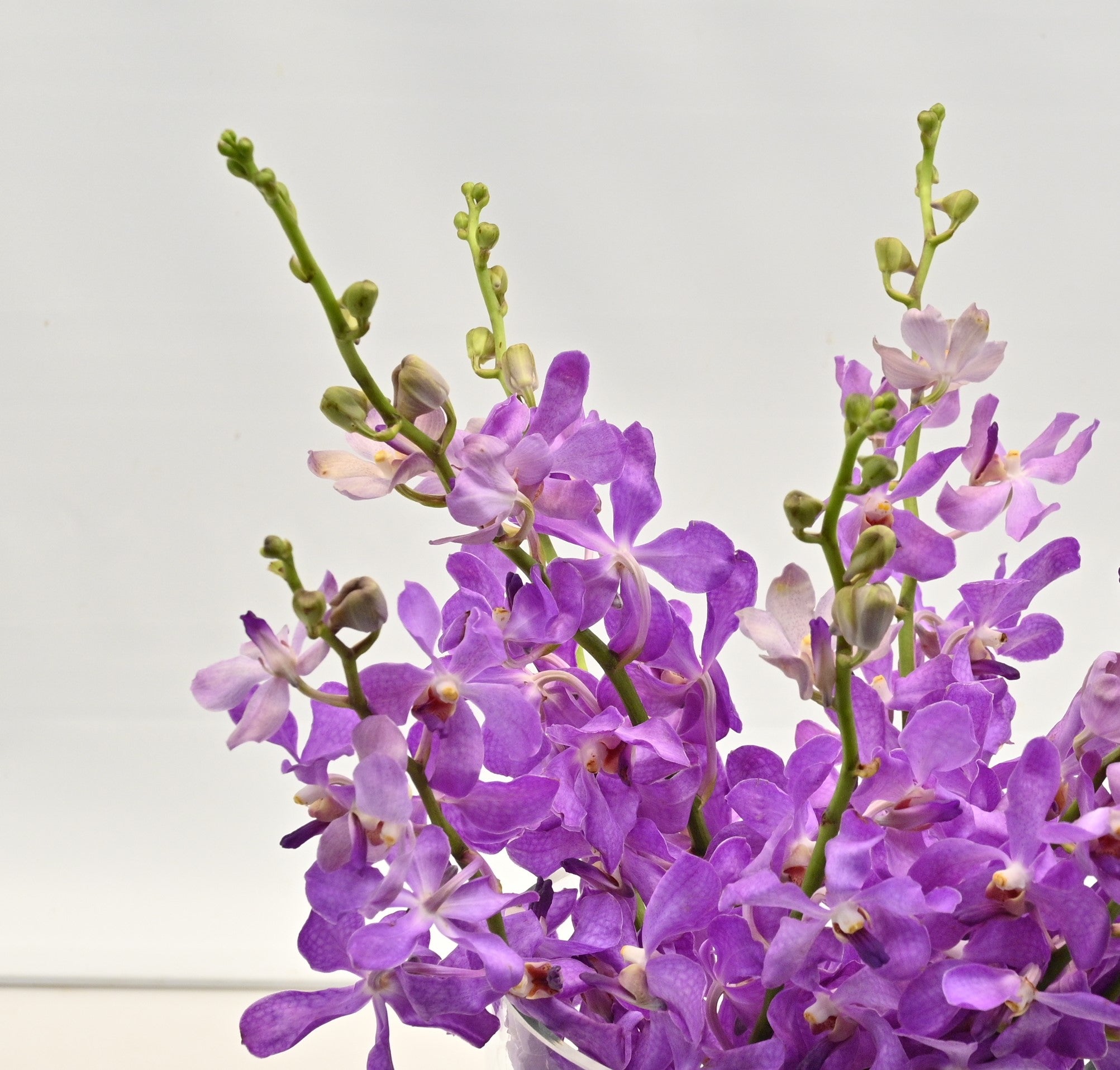 MOKARA ORCHID PURPLE 
