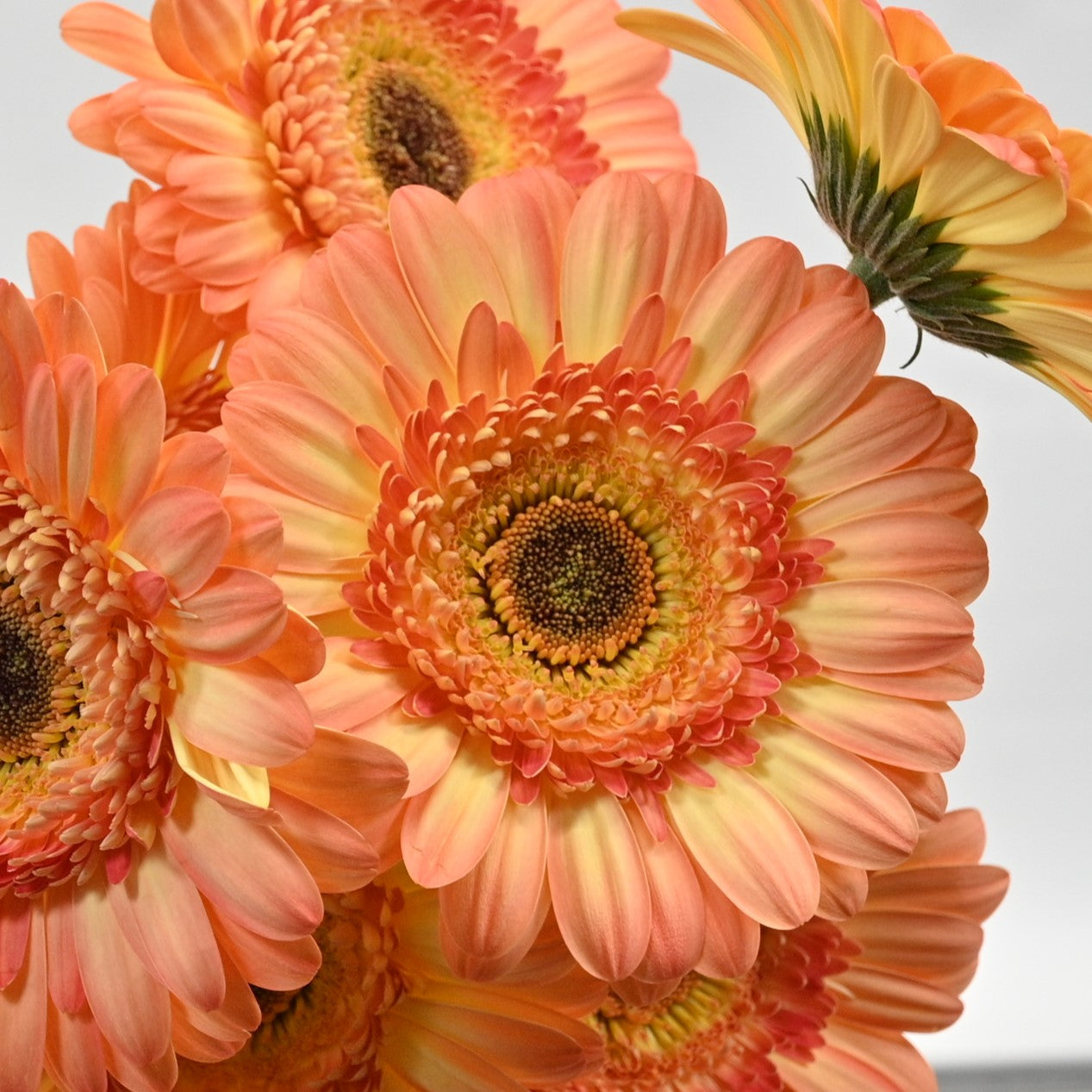 GERBERA DINO 