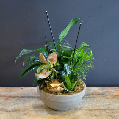 Tropical Gold Serenity 