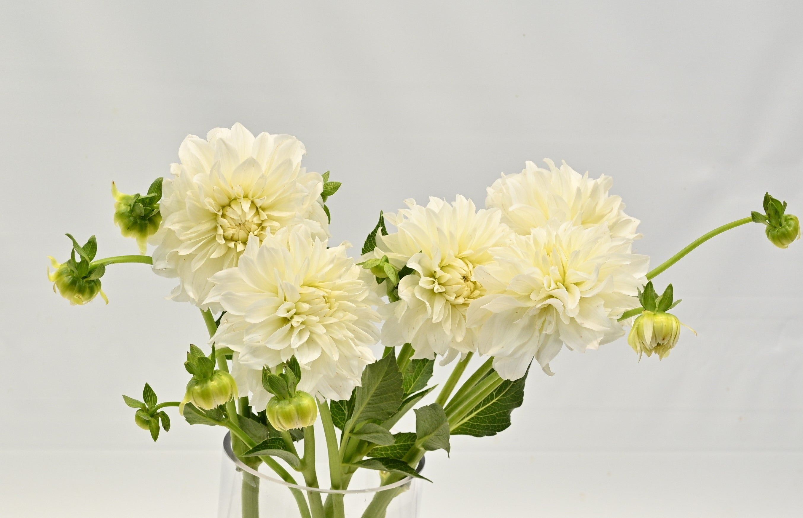 DAHLIA WHITE 