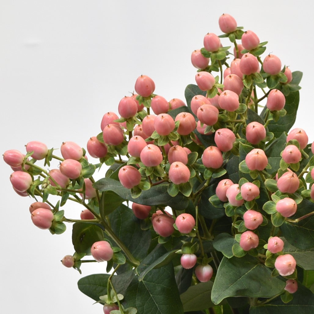 HYPERICUM SWEET ROMANCE 