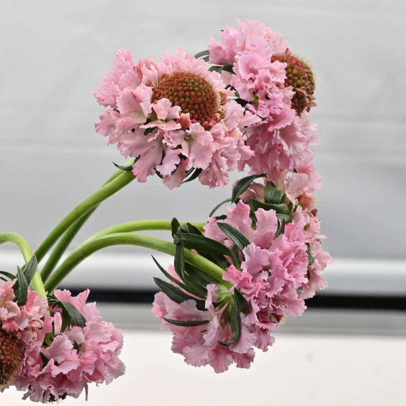Scabiosa Popsicle Scoop 