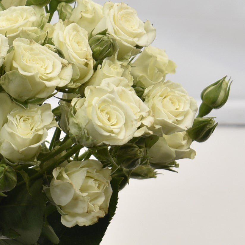 Rose Spray Arctic Flow 