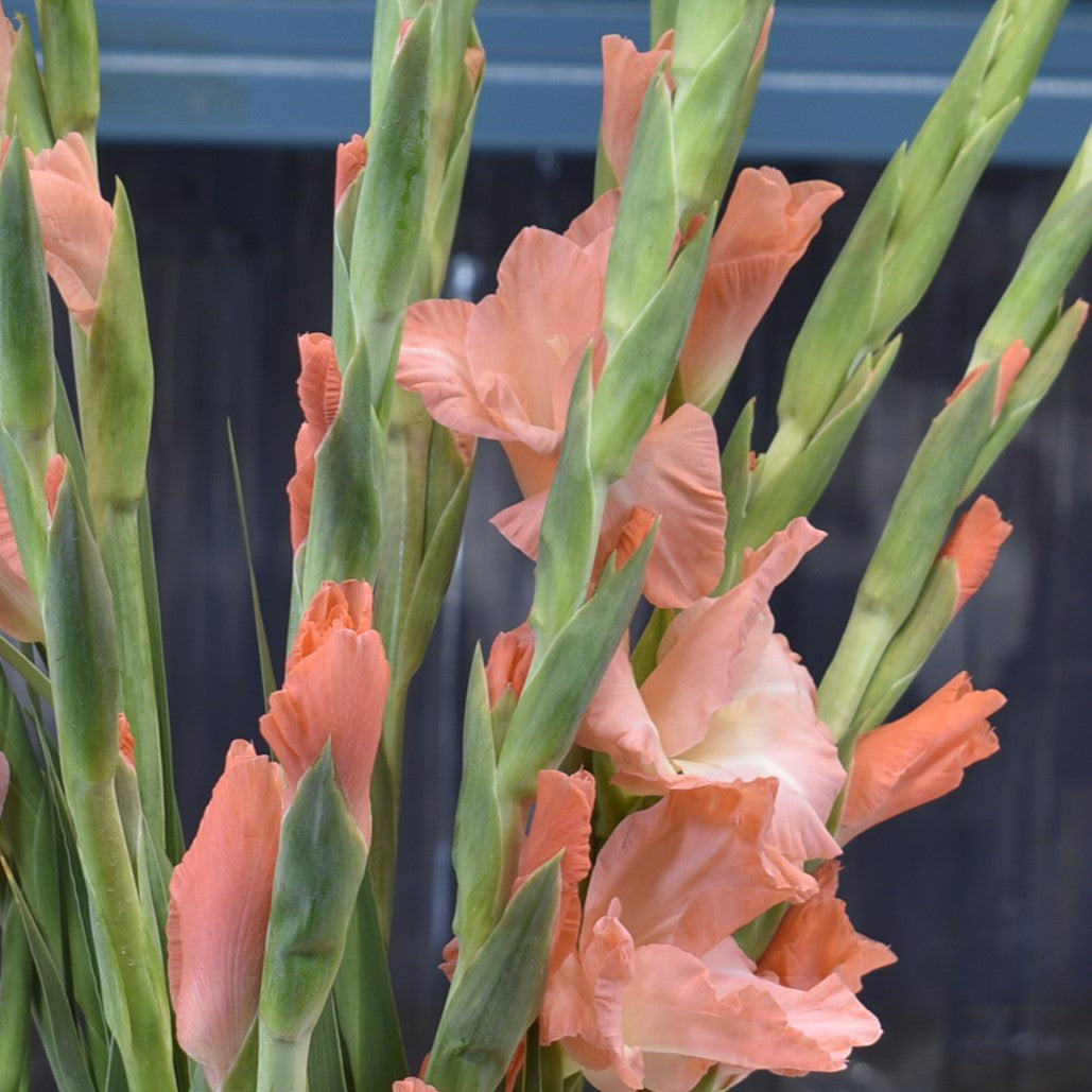 GLADIOLA PEACH 