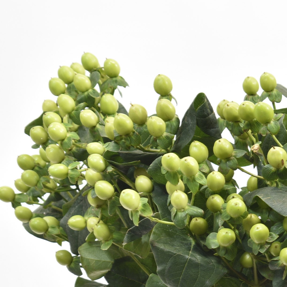 Hypericum Coco Bamboo 