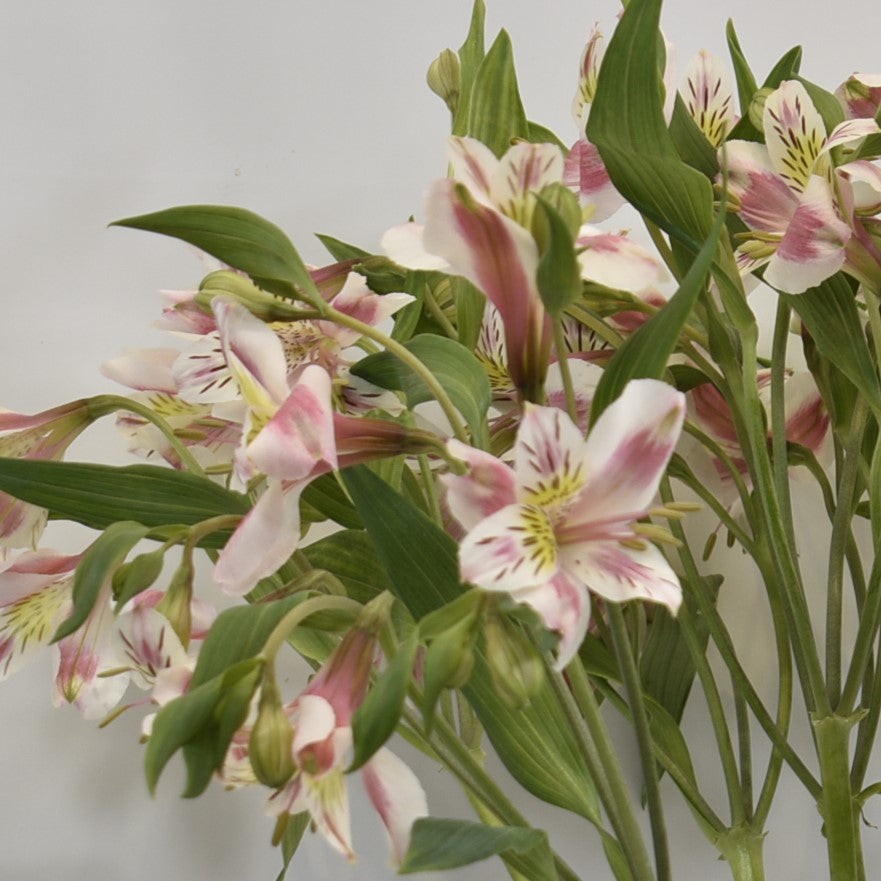 ALSTROEMERIA REBECCA 