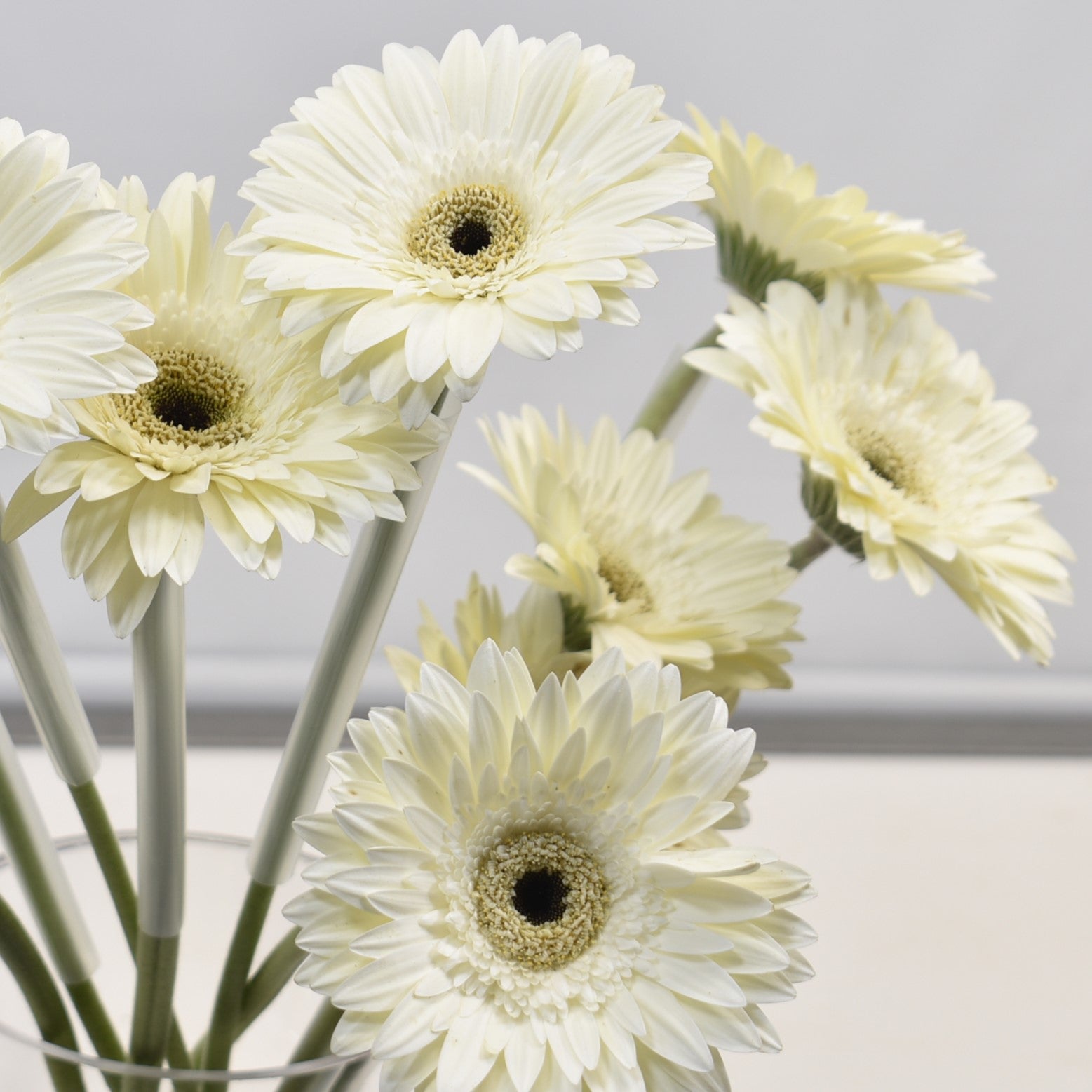Gerbera Owen 