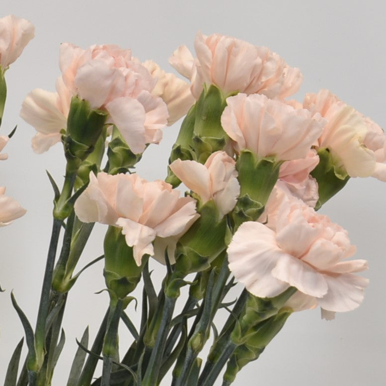 CARNATION NOVIA 