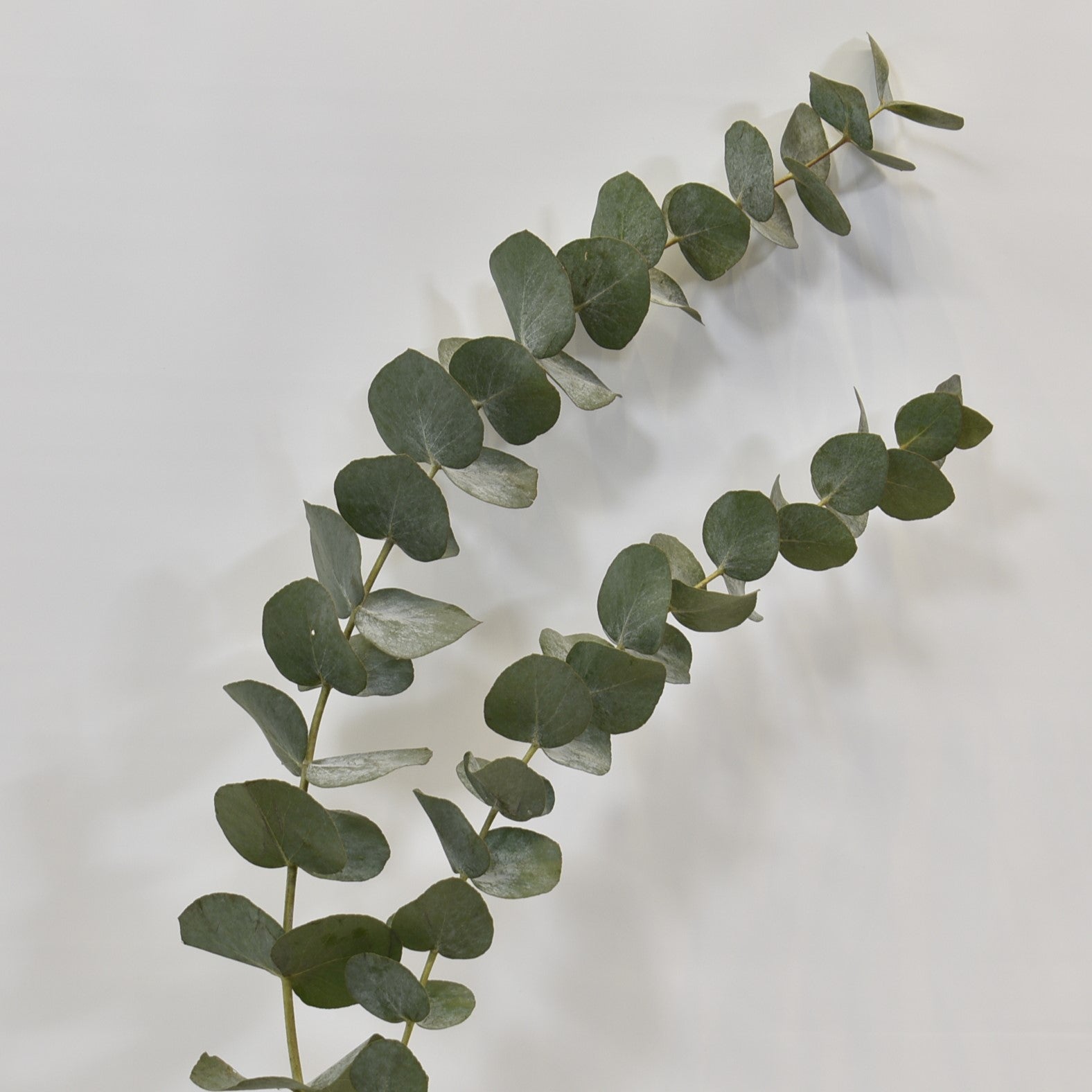 EUCALYPTUS CINEREA 300g 