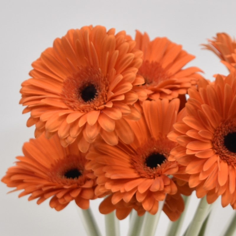 Gerbera Capella 