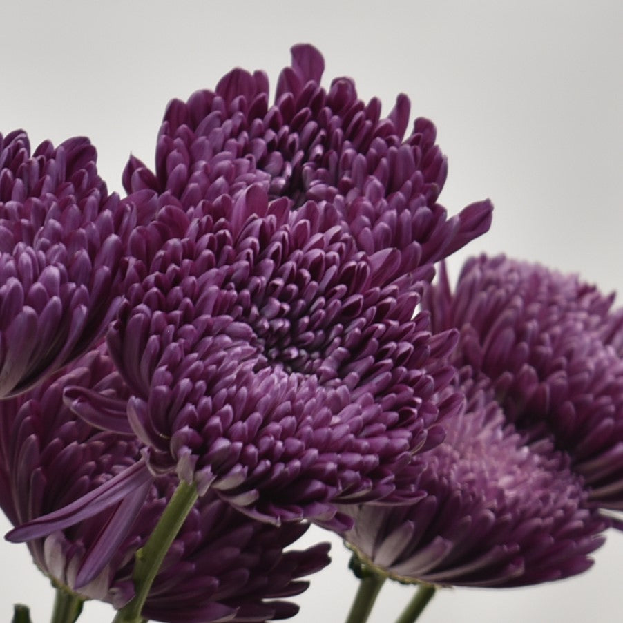 CREMONE PURPLE ANDREA 
