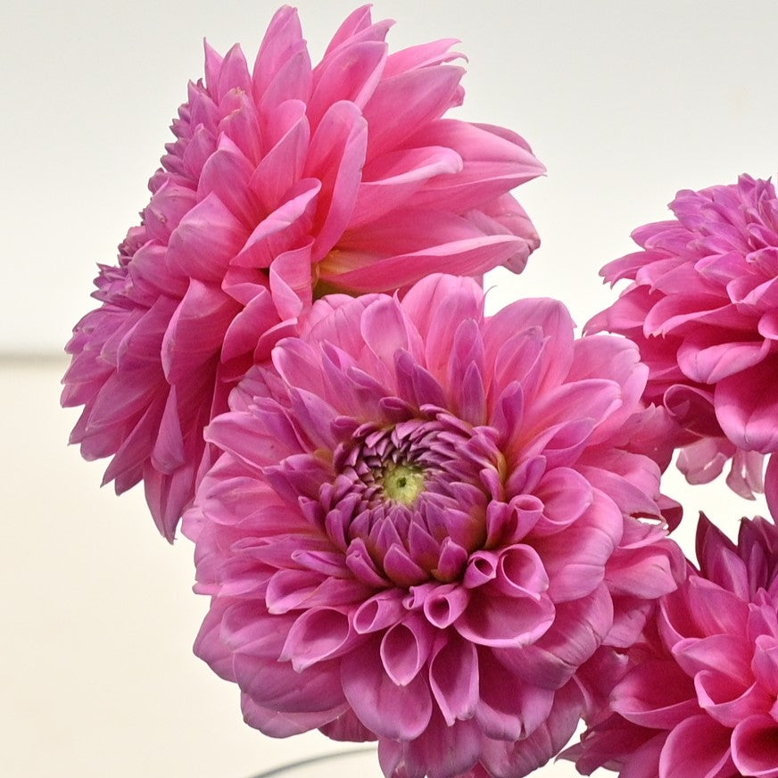 DAHLIA HOT PINK 