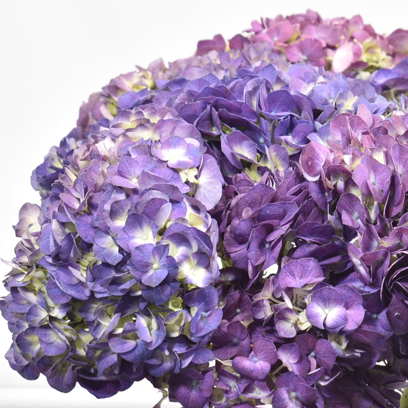 HYDRANGEA PURPLE 