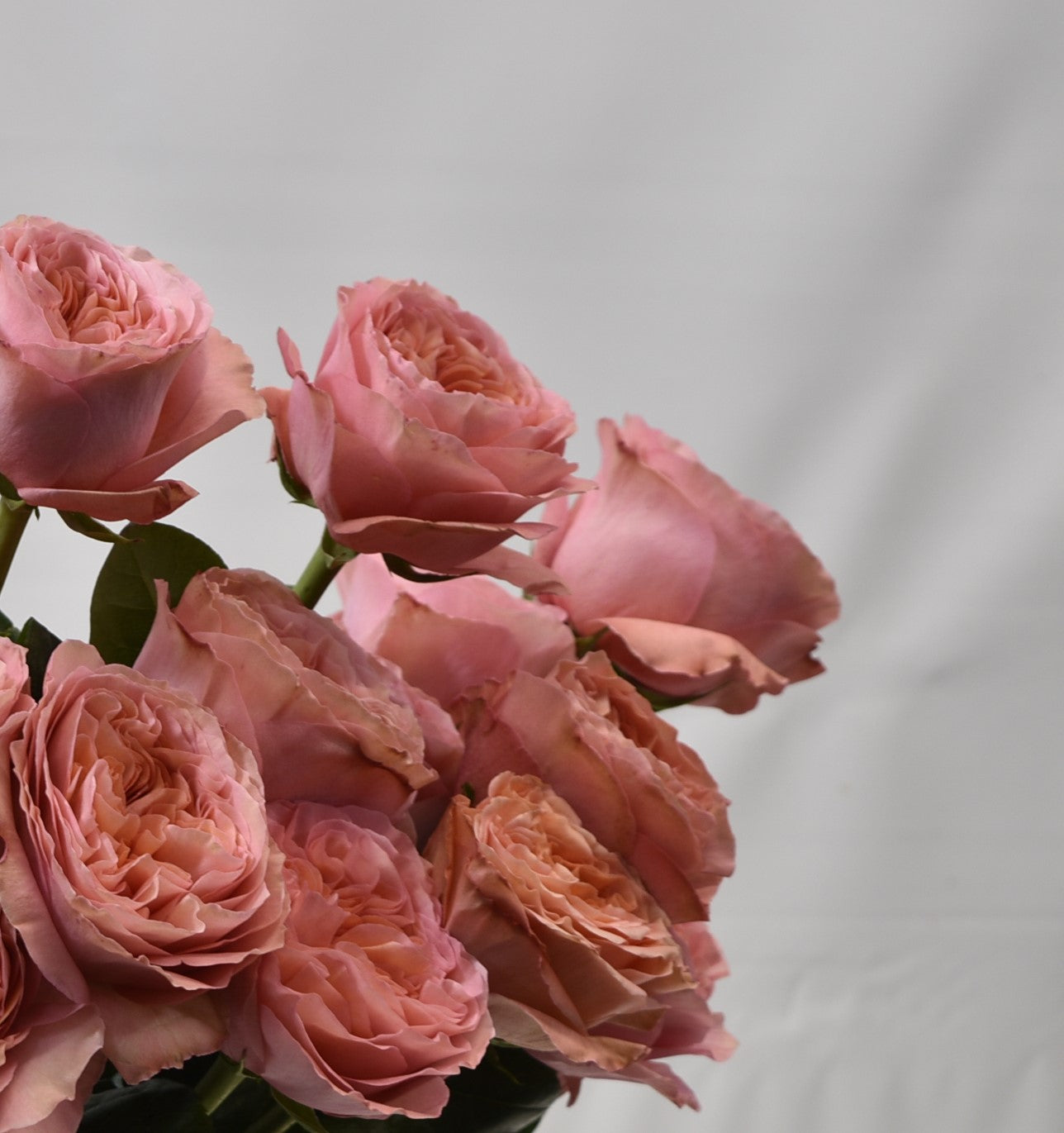 Rose Candy Xpression 