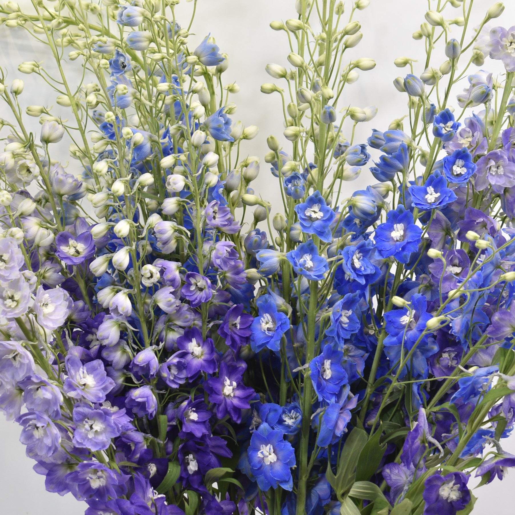 DELPHINIUM PACIFIC MEDIUM ASST 