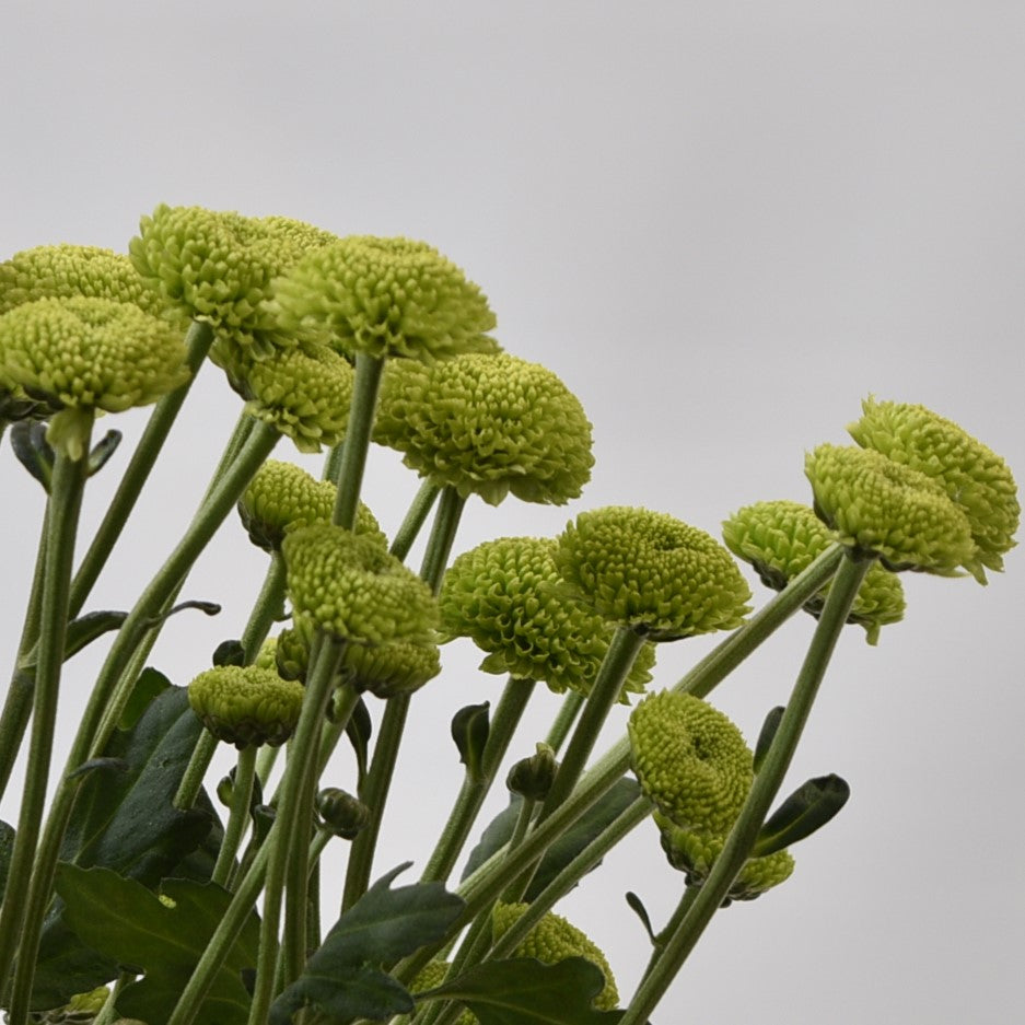 Chrysanthemum Green Button 