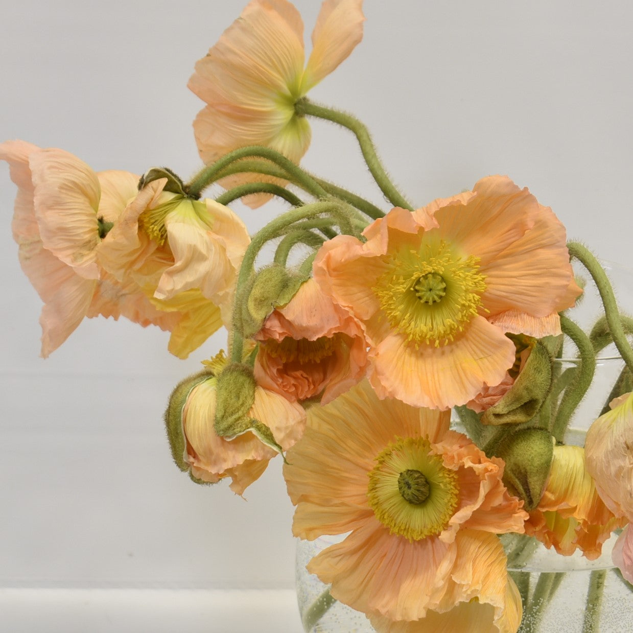 POPPY PIZICATO ASSORTED 