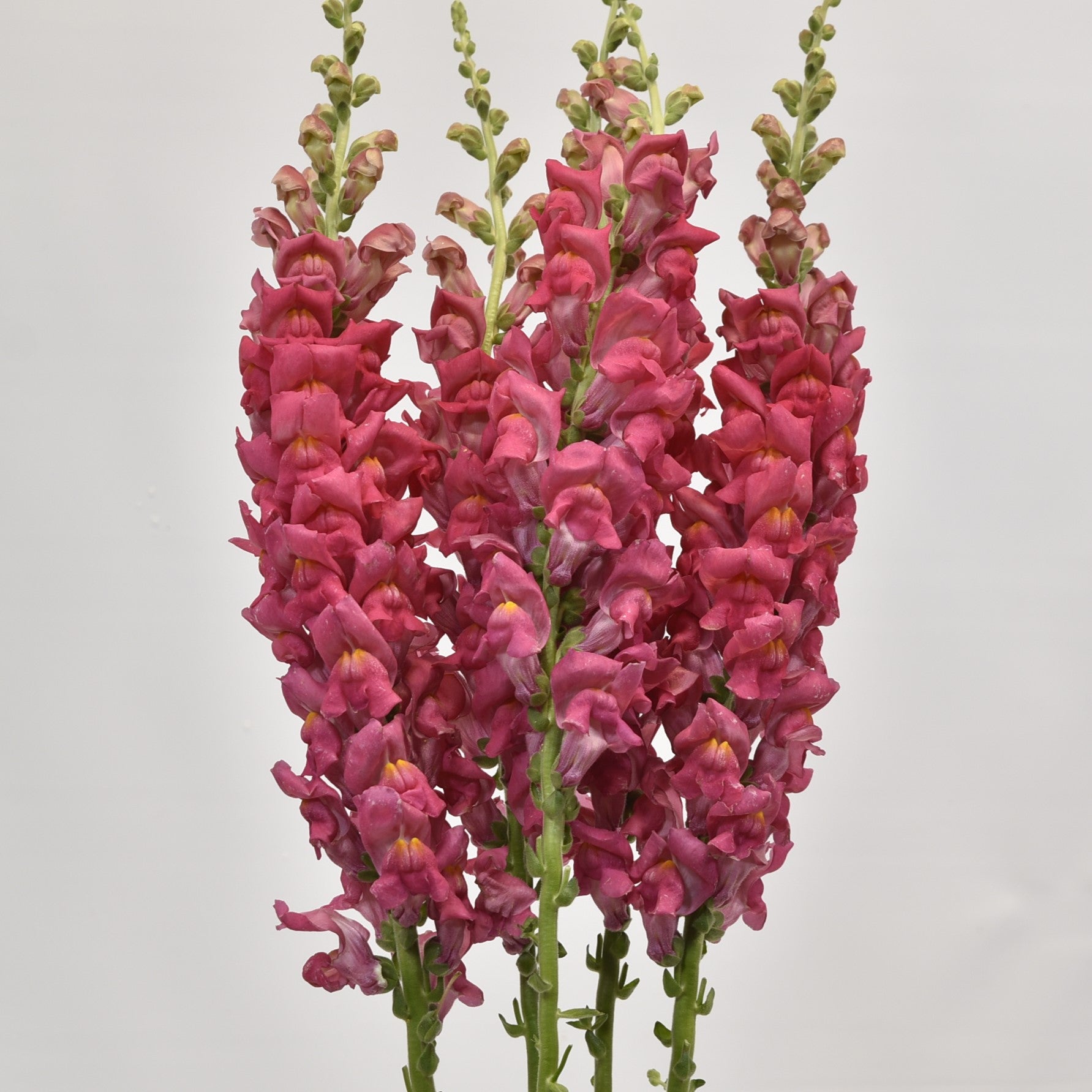 SNAPDRAGON PINK LONG 