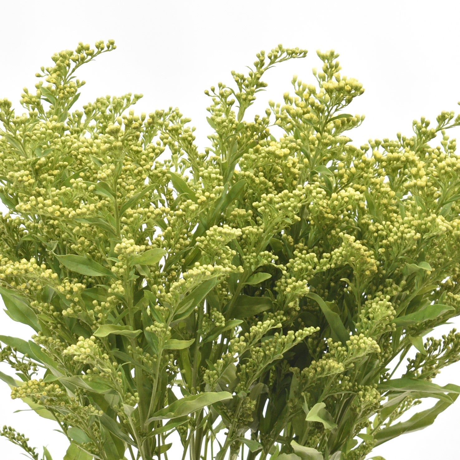 SOLIDAGO 