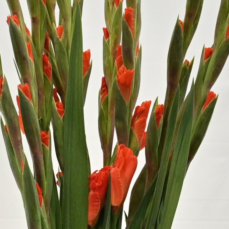 GLADIOLA ORANGE 