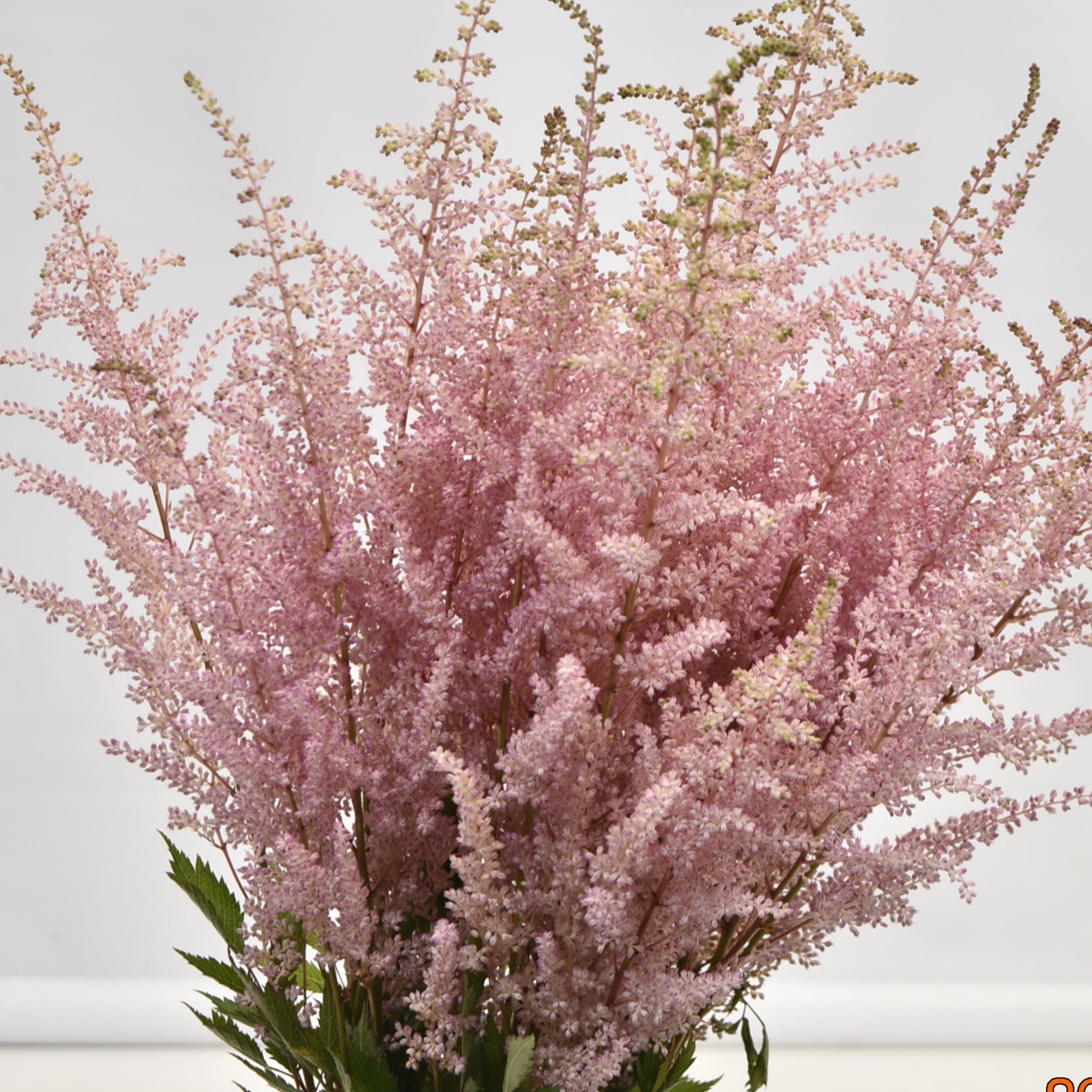 ASTILBE ERIKA 