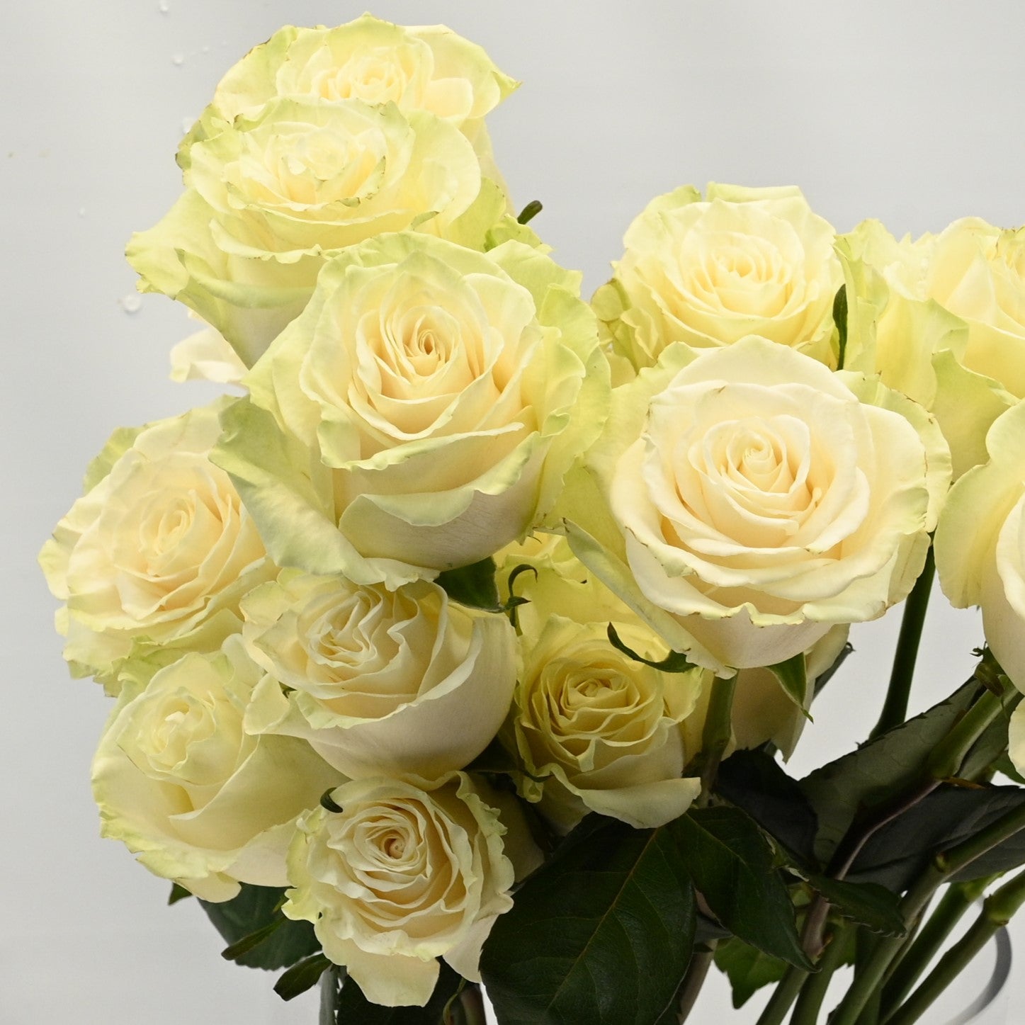 ROSE MONDIAL 
