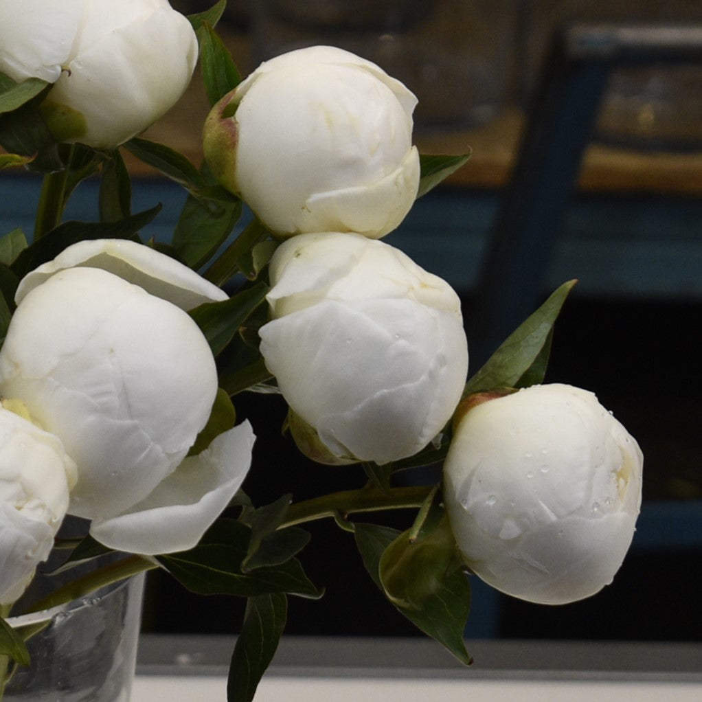 PEONY WHITE 